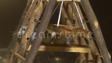 毛茸茸的仓鼠躲在木制操场上，站在镜子展示台上，动作缓慢