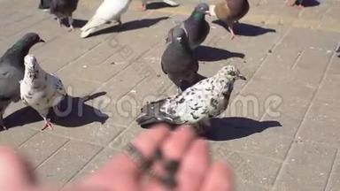 男人用手喂鸽子，特写。