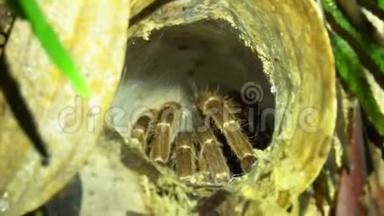 在洞中发现了蜘蛛网. 马来西亚雨林丛林<strong>野生动物</strong>园。 夜间<strong>野生动物</strong>