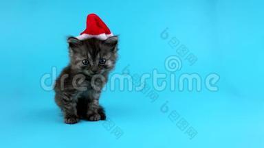 戴着圣诞帽的可爱的小圣诞猫在镜头和喵喵叫