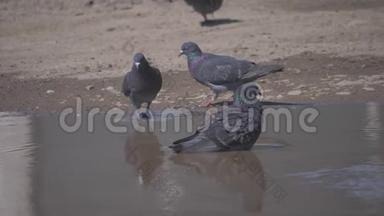 成群的鸽子喝水慢动作视频.. 野生鸽子在夏天热的时候从水坑里喝水。 鸽子的概念