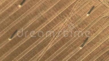 空中视野在田野上滚动干草堆稻草，收割小麦。 带着一捆干草的田园。 景观片段