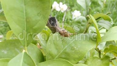 植物吃叶上的蝗虫，特写.. 蚱蜢破坏绿色植物区系，宏。