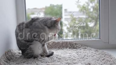 在窗台上洗衣服的英国猫