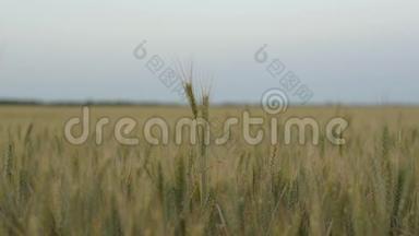 在夜空的映衬下，田野里摇摆着的一穗<strong>麦子</strong>