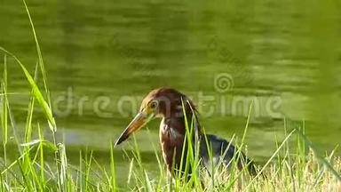 爪哇池塘鹭鸟。