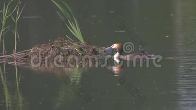 野鸭在湖中游，用大自然的树枝筑巢