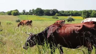一头长着不寻常<strong>渐变</strong>颜色的美丽母牛正在吃草。 一头黑黑的牛，一只棕色的树干在吃草
