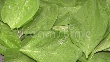 白色菠菜叶。 健康的有机原料绿色食品