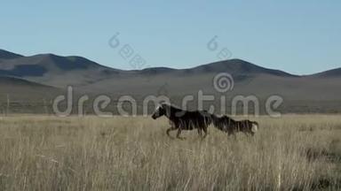 从母亲身边跑出来的潘，从蒙古跑出来的小马
