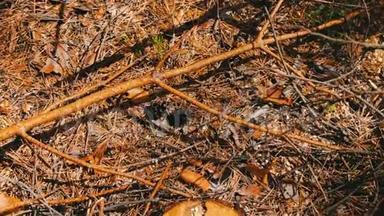 松树上折断的树枝躺在森林的地上