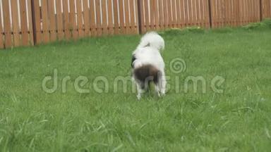 Papillon大陆玩具Spaniel小狗在绿色草坪上玩橡皮球，股票录像