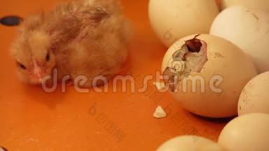 鸡从壳里孵出。孵出的<strong>小鸡</strong>坐在<strong>孵化</strong>器里的鸡蛋旁边。