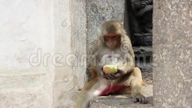 猴子吃水果