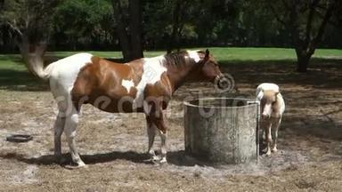 在奥卡拉的一个训练场，一匹涂了油漆的小马和她的小马驹