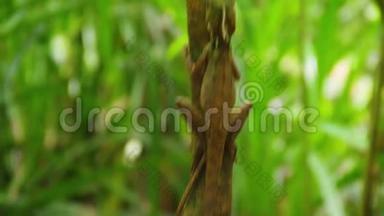 一只鬣蜥抓住一棵树的中镜头