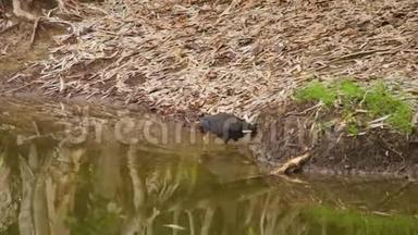 一只小鸟在小溪边喝水