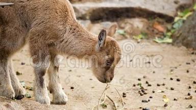 靠近一只可爱的小山羊，正在吃着嚼着的小树枝