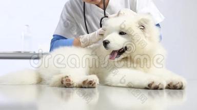兽医诊所里的兽医检查犬。 牙齿、耳朵、皮毛和爪子检查
