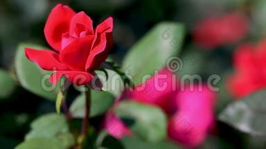 一朵红玫瑰花蕾和一片绿叶