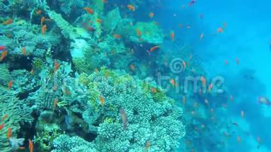 潜水。 有彩色鱼类和珊瑚礁的红海海底世界