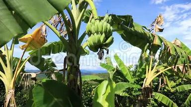 越南香蕉种植园