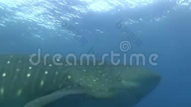鲸鲨莱茵顿在达文岛附近。 加拉帕戈斯群岛。
