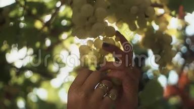 女人的手触摸着挂在葡萄园茎上的一串葡萄