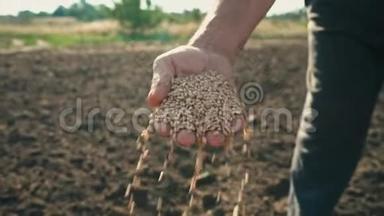 土地背景上农民手中的粮食，小麦是从地里人的手指里倒出来的