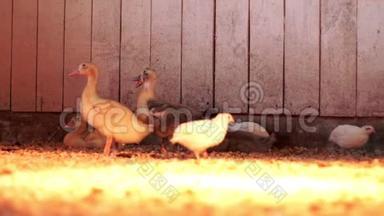家禽养殖农场谷仓里的鸭子和鹌鹑。 饲养家禽