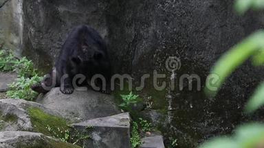 一天炎热的夏天，成年福沙<strong>黑熊</strong>坐在森林的岩石上