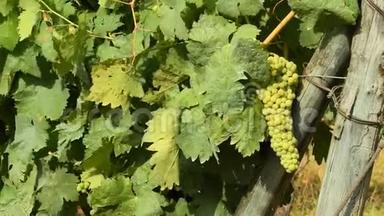 在一个阳光明媚的日子里，在钱安蒂葡萄园里放着一捆白葡萄。 托斯卡纳。