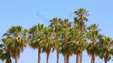 圣莫尼卡海滩的棕榈树