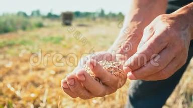 粮食在勤劳的双手中，农民评估粮食的质量，男子检查和分析粮食的质量