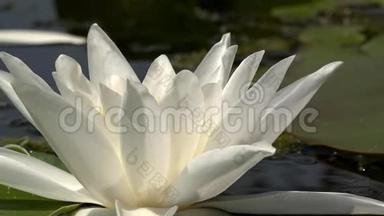 美丽的白色睡莲和热带气候。 白色睡莲。