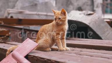 无家可归的野红猫坐在<strong>垃圾桶</strong>后场的<strong>垃圾桶</strong>里。