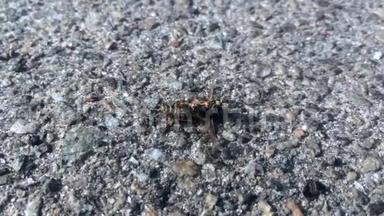 蜜蜂收集蚂蚁，自然的。