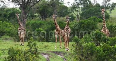 马赛长颈鹿，长颈鹿，站在草原上的一群，肯尼亚马赛马拉公园，