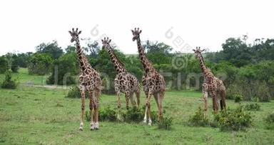 马赛长颈鹿，长颈鹿，站在<strong>草原</strong>上的一群，肯尼亚马<strong>赛马</strong>拉公园，