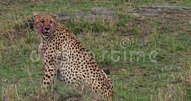 猎豹，美洲豹，成年人在肯尼亚的马赛马拉公园吃杀虫，野饮