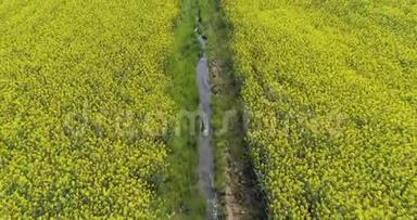 在夏日的黄花和水渠田上向前迈进。 欧洲意大利户外绿色自然景观