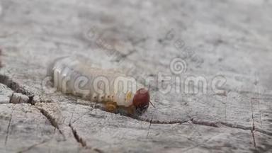 蟋蟀幼虫破坏根作物的寄生虫悄悄地带走鼹鼠蟋蟀