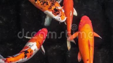 五颜六色的锦鲤鱼在花园的水里游得很优美，五颜六色的锦鲤鱼在池塘里游得很深，颜色很深