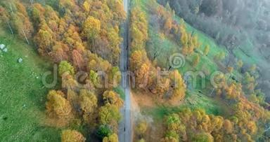 在五彩缤纷的乡村秋林中，仰视高空俯视道路。 秋天的橙，绿，黄红树