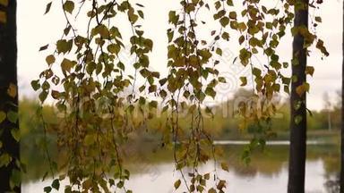 <strong>秋天</strong>的树在<strong>湖边</strong>，黄色的树枝特写