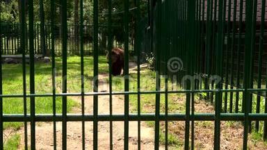 在炎热的夏天，可怜的棕熊在动物园的笼子里散步