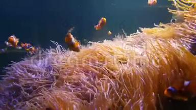 4K. 尼莫小丑鱼在五颜六色的健康珊瑚礁上的海葵中游泳。 海葵鱼尼莫小组在水下游泳。