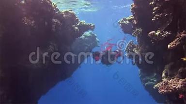 在红海珊瑚的背景下，自由<strong>潜水</strong>者穿着红色<strong>衣服</strong>。