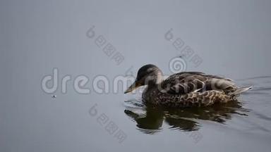 夏末，马拉德鸭在平静的池塘岸边游泳，雨滴落下