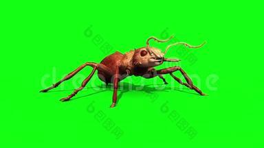 蚁虫攻击和死亡前绿屏3D渲染动画